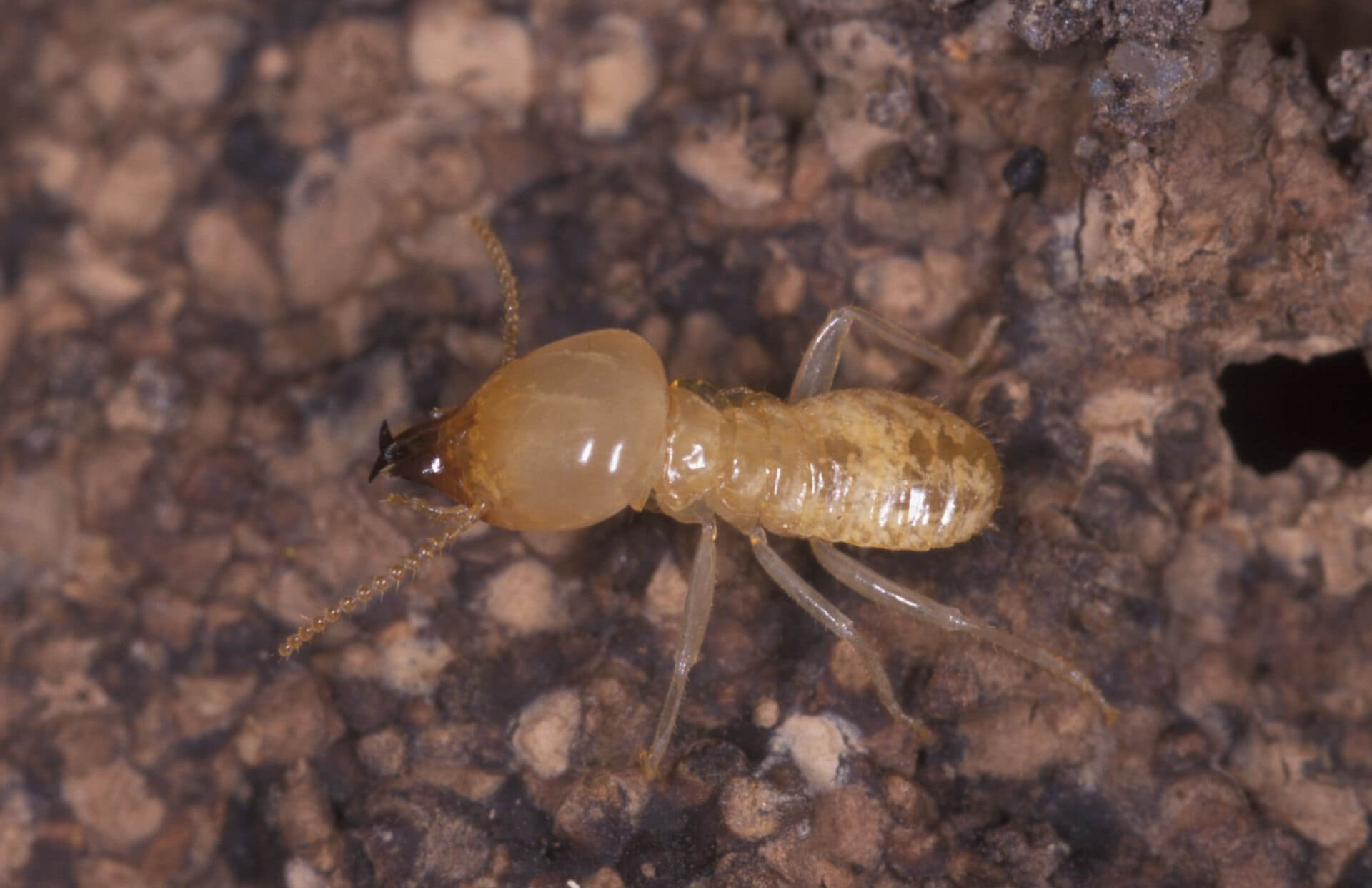 Termites Allgon Pest Control