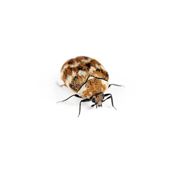 Pest Control in Knoxville TN Guaranteed Pest Removal