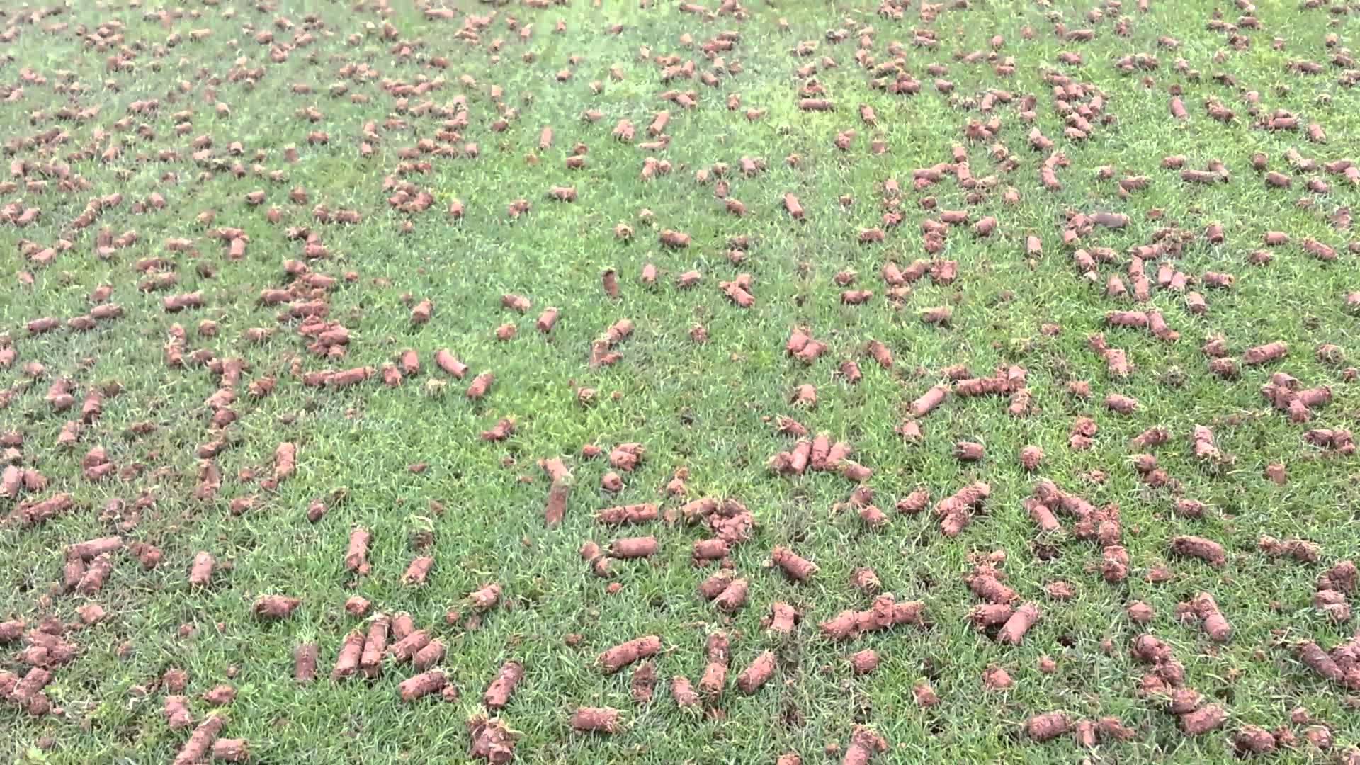 green grass with lawn aeration, top dressing and fertilising