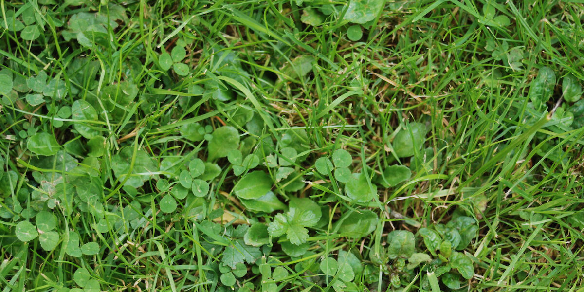 Tips On How to Get Rid of Weeds in Your Lawn