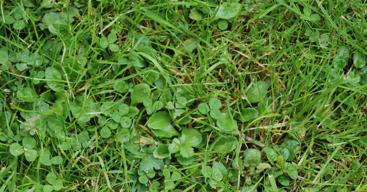 Tips On How to Get Rid of Weeds in Your Lawn