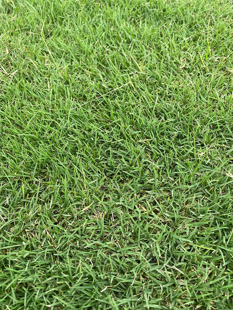 Winter Green Couch for sale All Green Turf Supplies