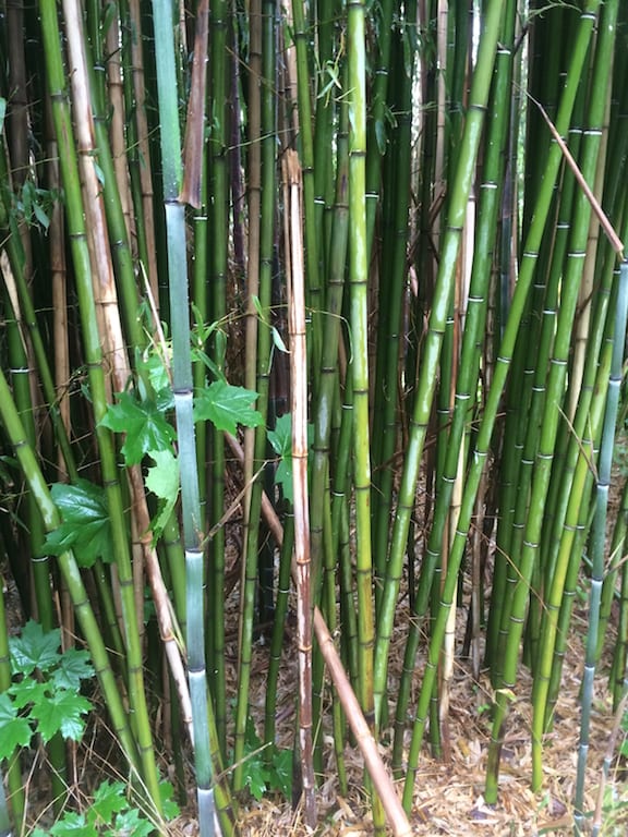 Invasive Plant Control All Habitat Services llc