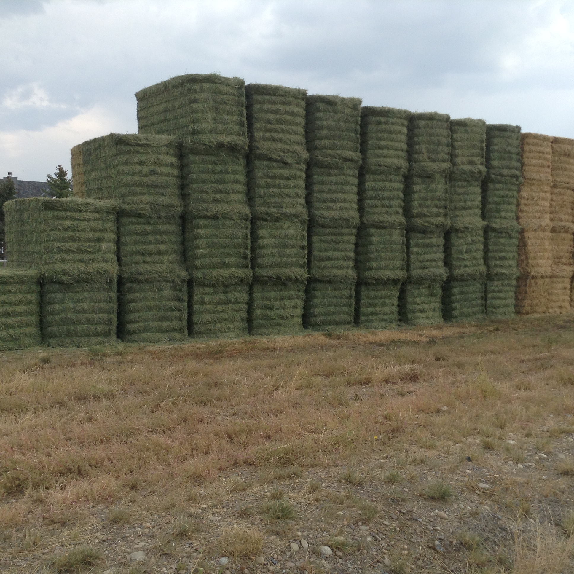 Hay for Sale Idaho