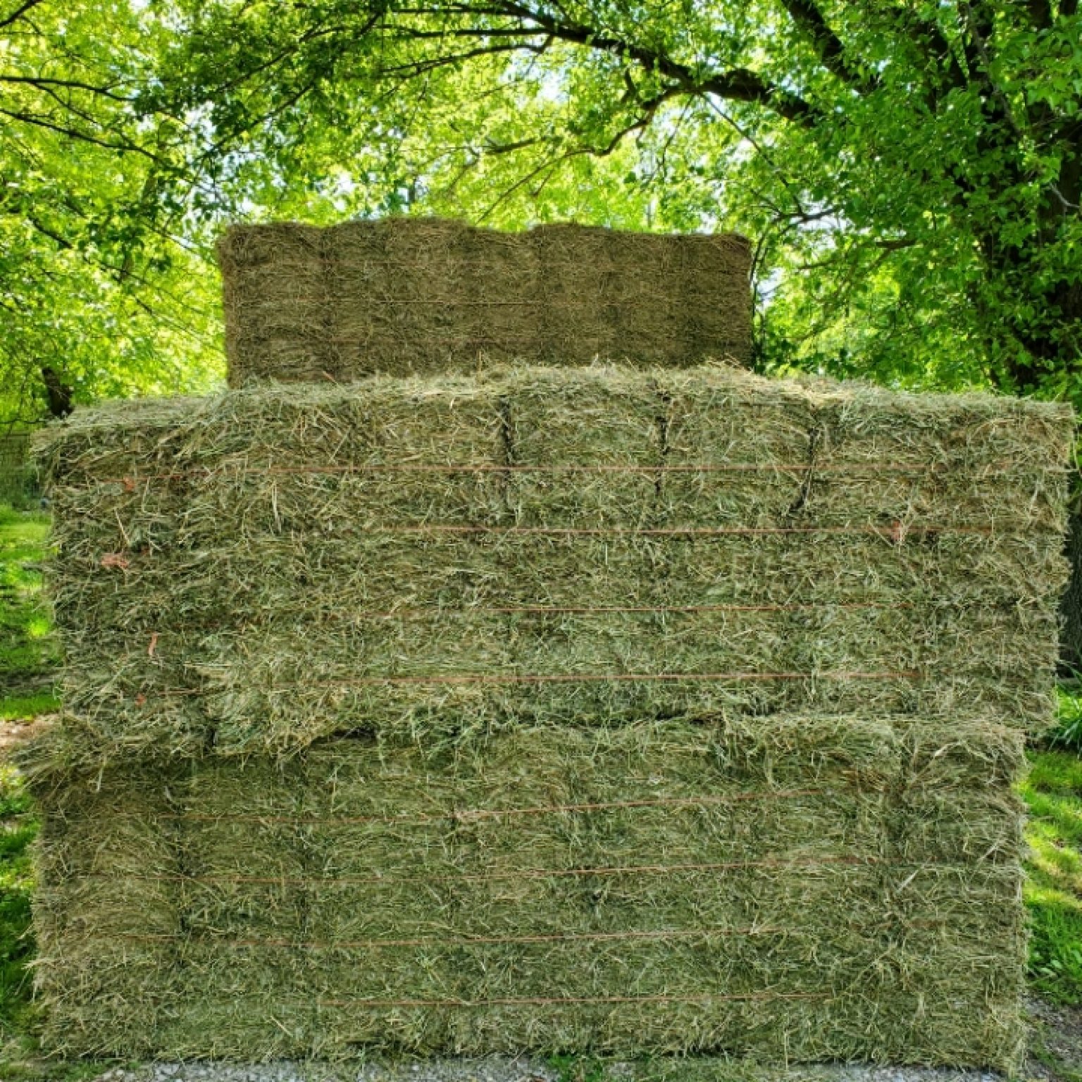 Alfalfa Hay For Sale