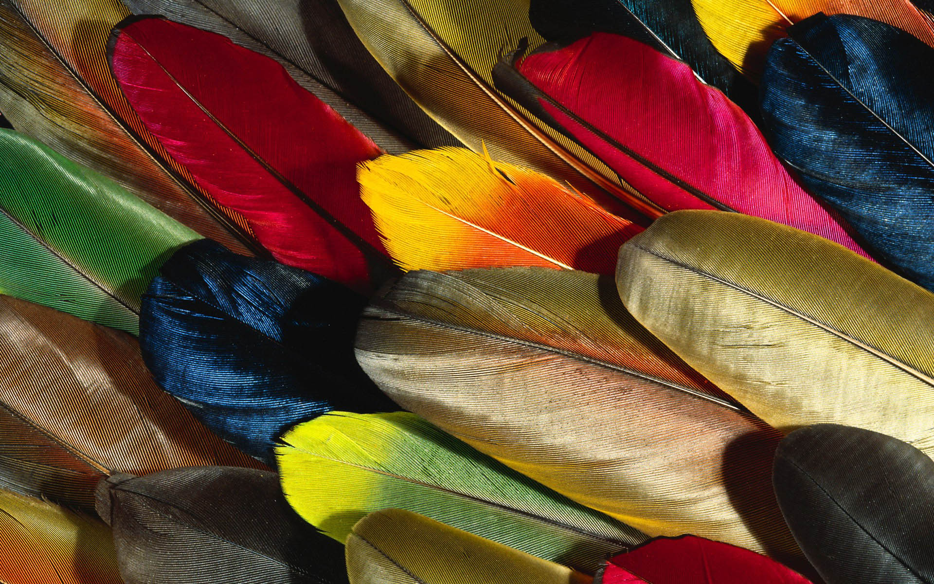 Feather Amazing High Definition Wallpapers 2015 All HD Wallpapers