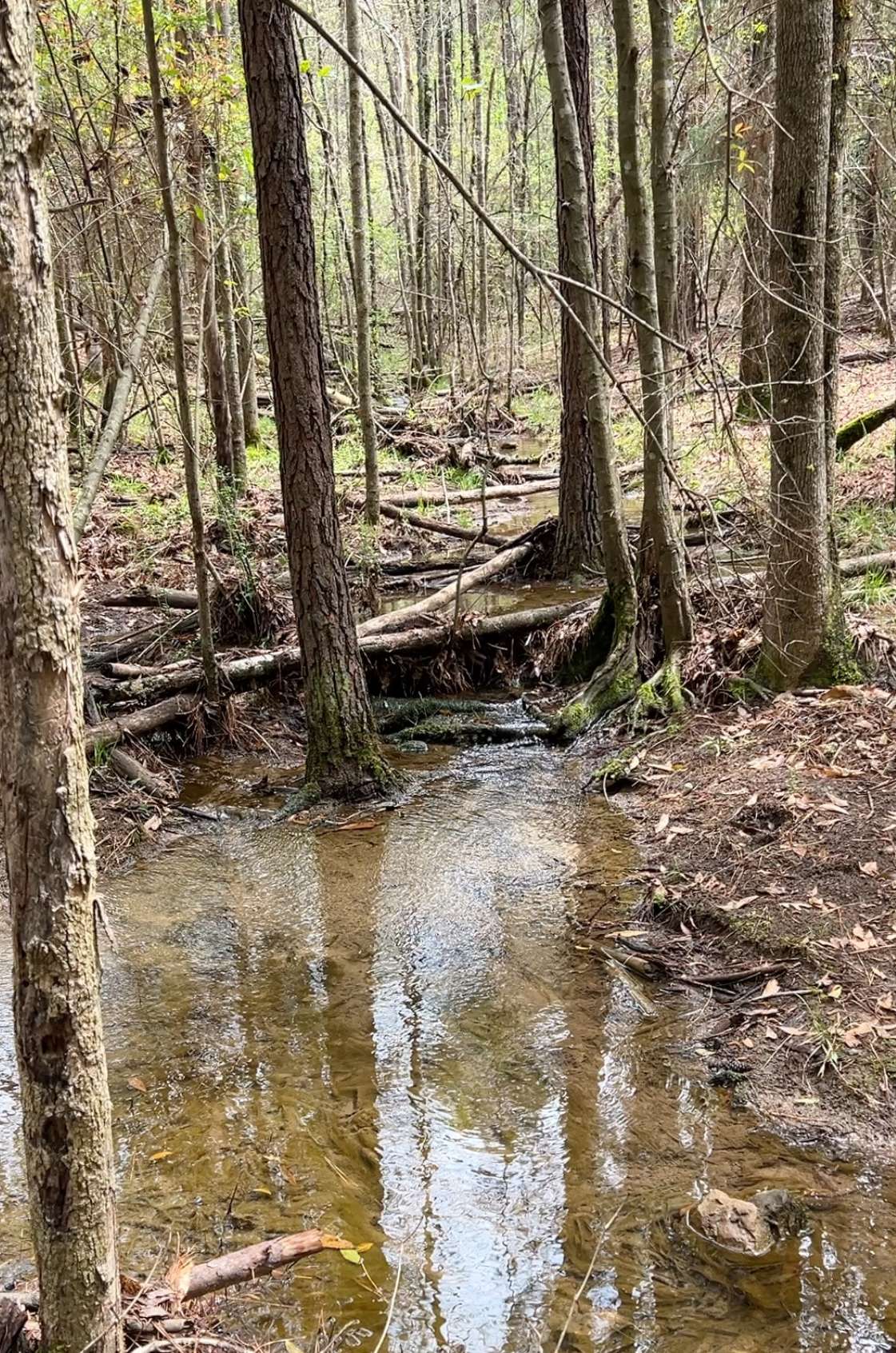 Allied Land & Timber Company, Inc.