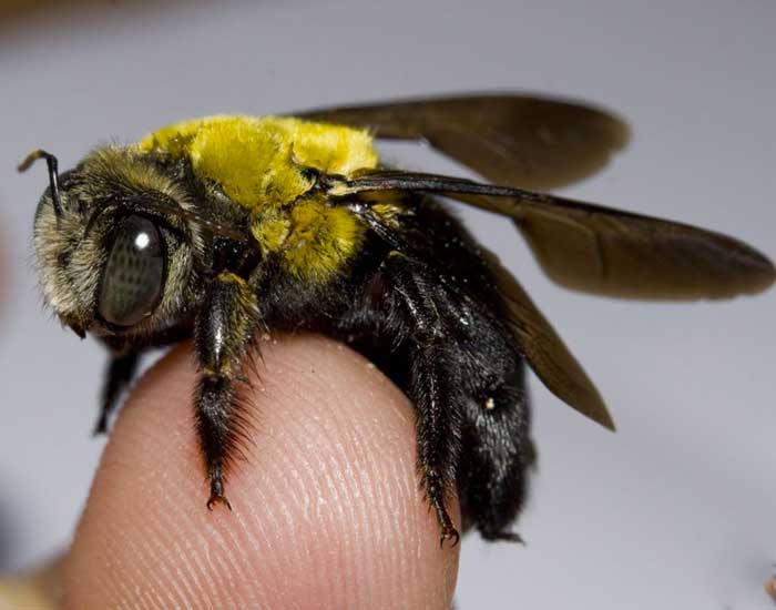 Bee Control Allied Pest Solutions