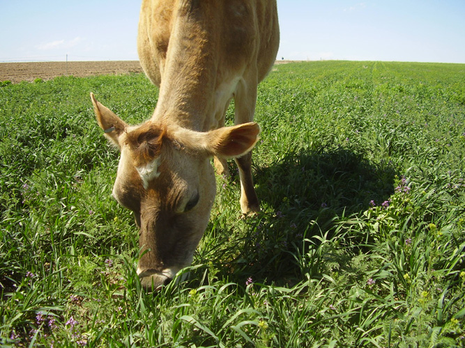 American pitbull terrier stud dogs, cow eating grass gif, how to reduce