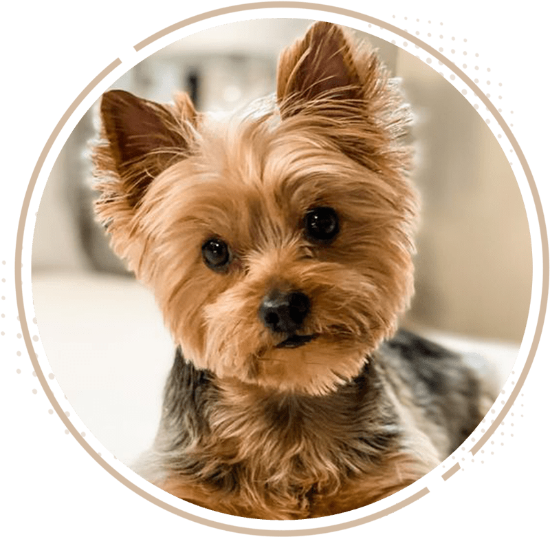 Yorkie Corner Allie's Pet Corner