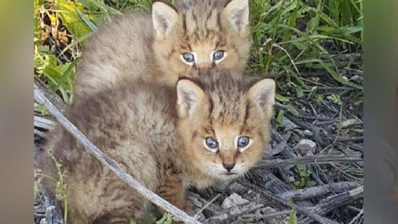 cat and rabbit weight 10kg puzzle