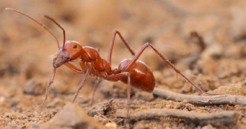 Despite Being So Little, This Is How Desert Ants Remember Their Way
