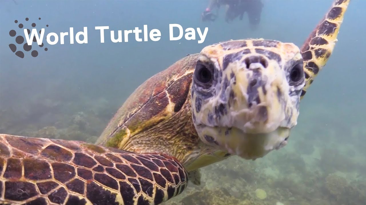 World Turtle Day HD Images, UltraHD Wallpapers, and