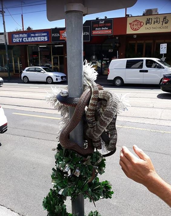 3 Venomous Snakes Wrap Around Christmas Display In Australia