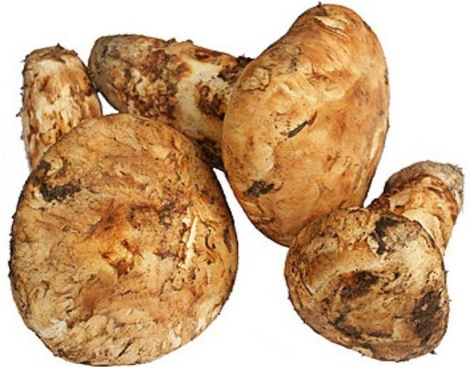 Songyi Mushroom Extract All Ingredients Plus