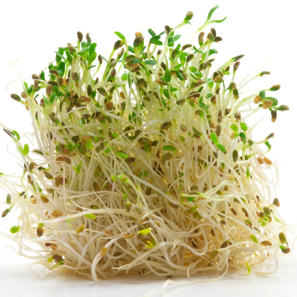 Alfalfa Extract All Ingredients Plus