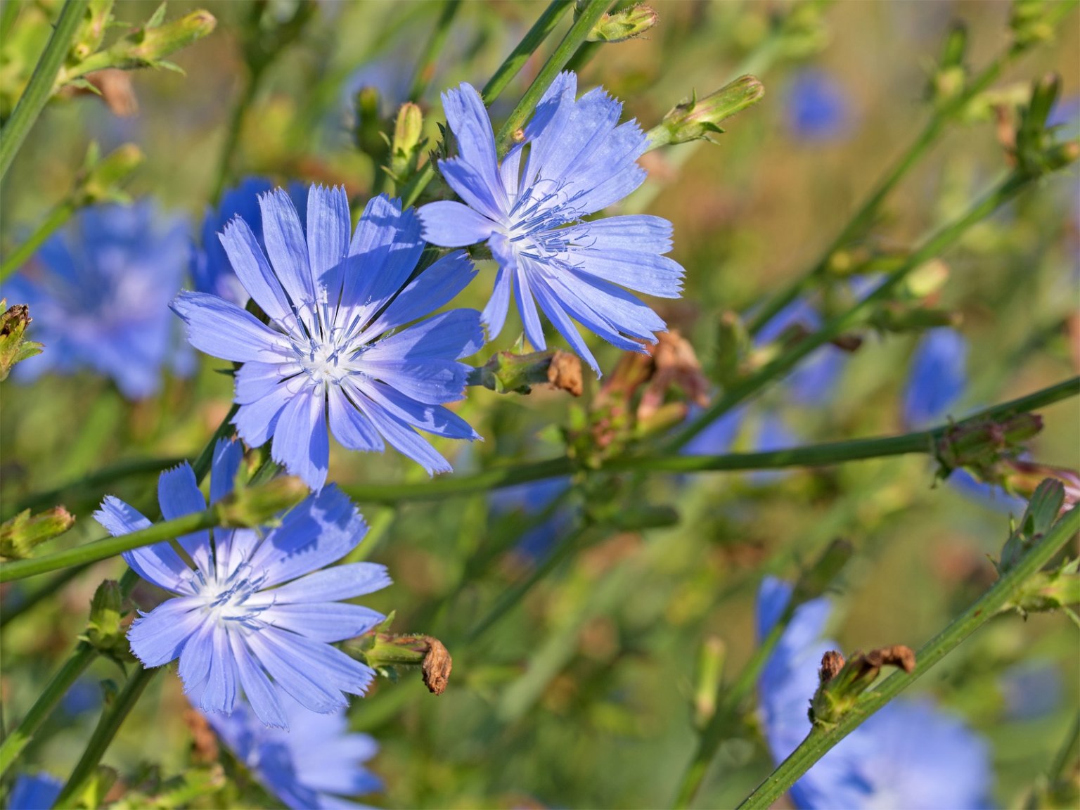 Chicory Extract All Ingredients Plus