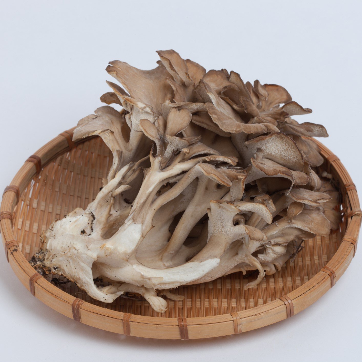 Maitake Mushroom Extract All Ingredients Plus