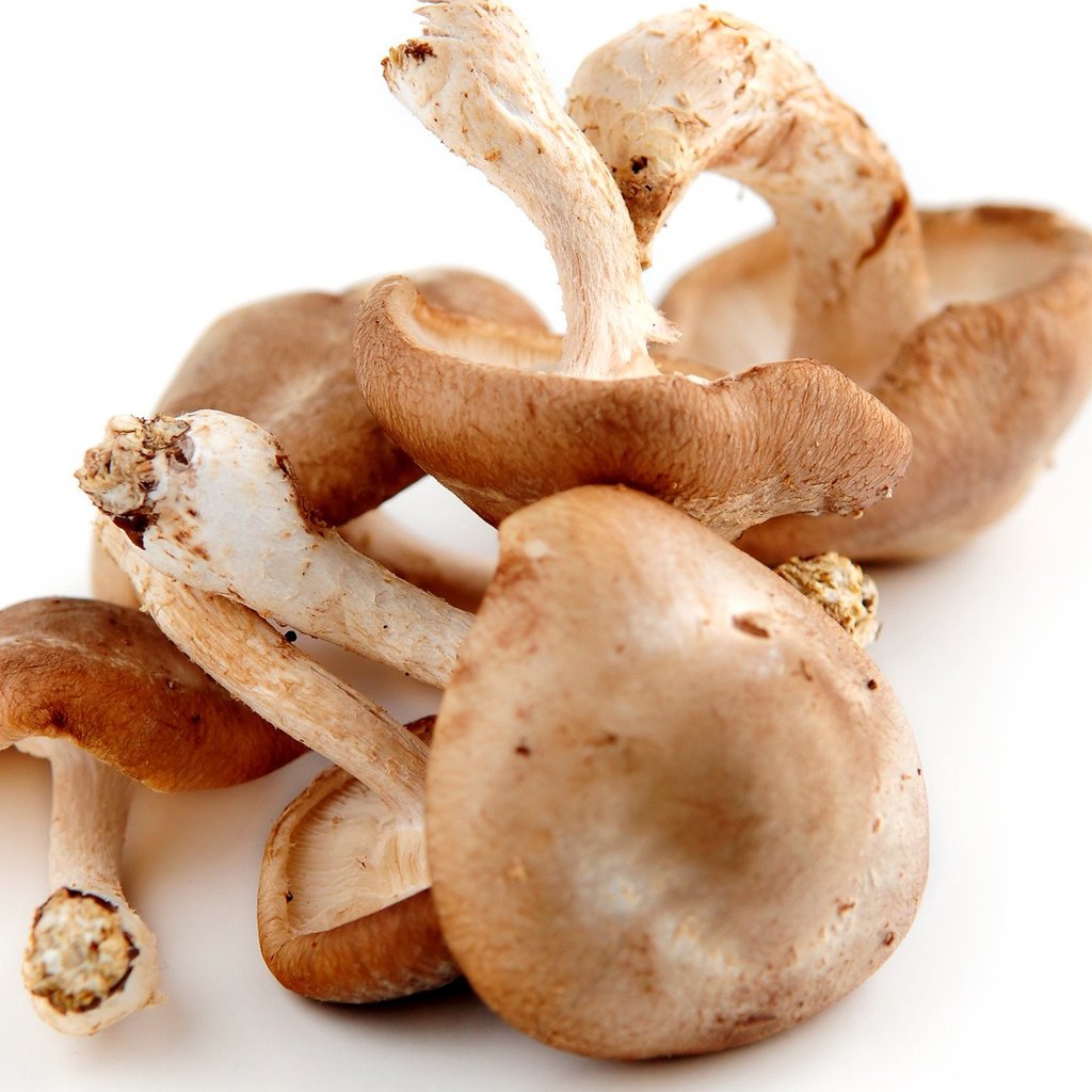 Shiitake Mushroom Extract All Ingredients Plus