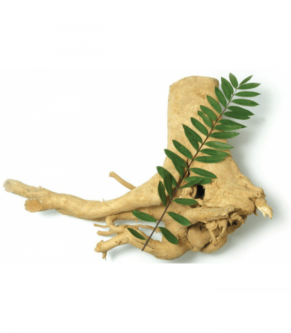 Tongkat Ali Extract All Ingredients Plus