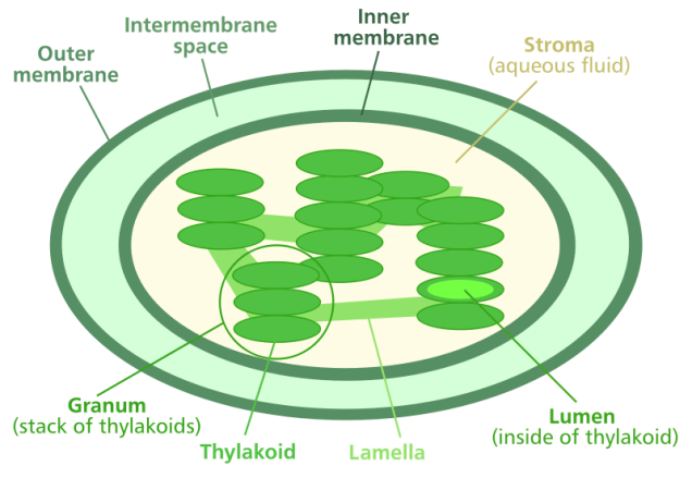 Chloroplasts Light And Pigments Easy Peasy All In One High School