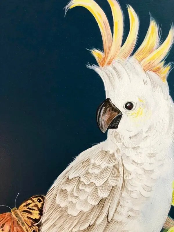 Cockatoo Party Allison Cosmos