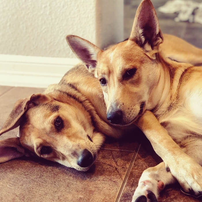 Pet House Calls In Alliston, ON L9R 1H6 Alliston Veterinary Services