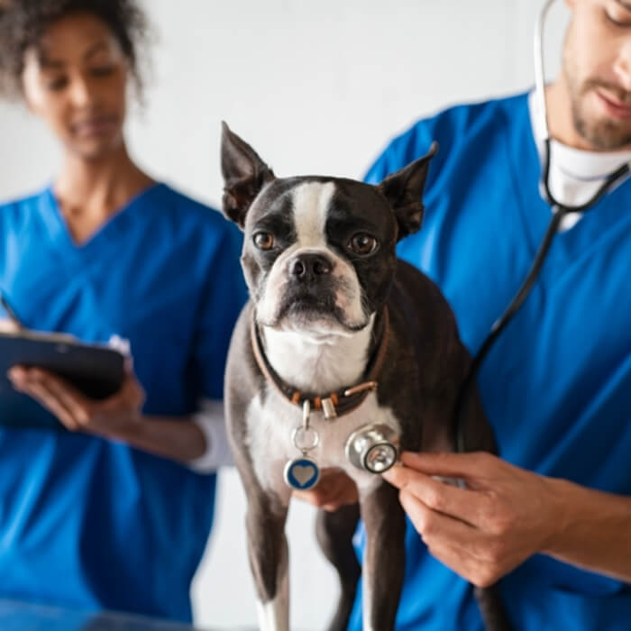 Pet Orthopedic Surgery in Alliston, ON Alliston Veterinary Services