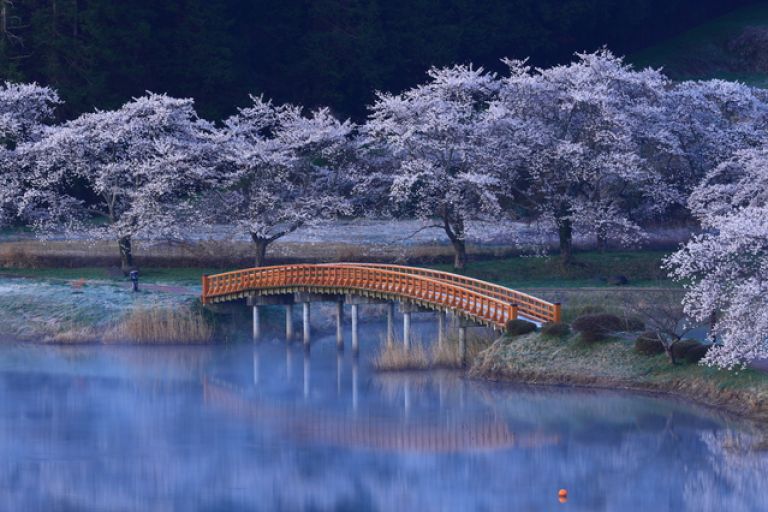 cherry 2023 Best Time To Visit Japan: Cherry Blossoms Vs Autumn Leaves | 2021, 2022 & 2023