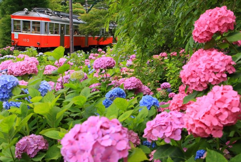 Things to Do in Japan in June, What to do In Japan in June for 2023