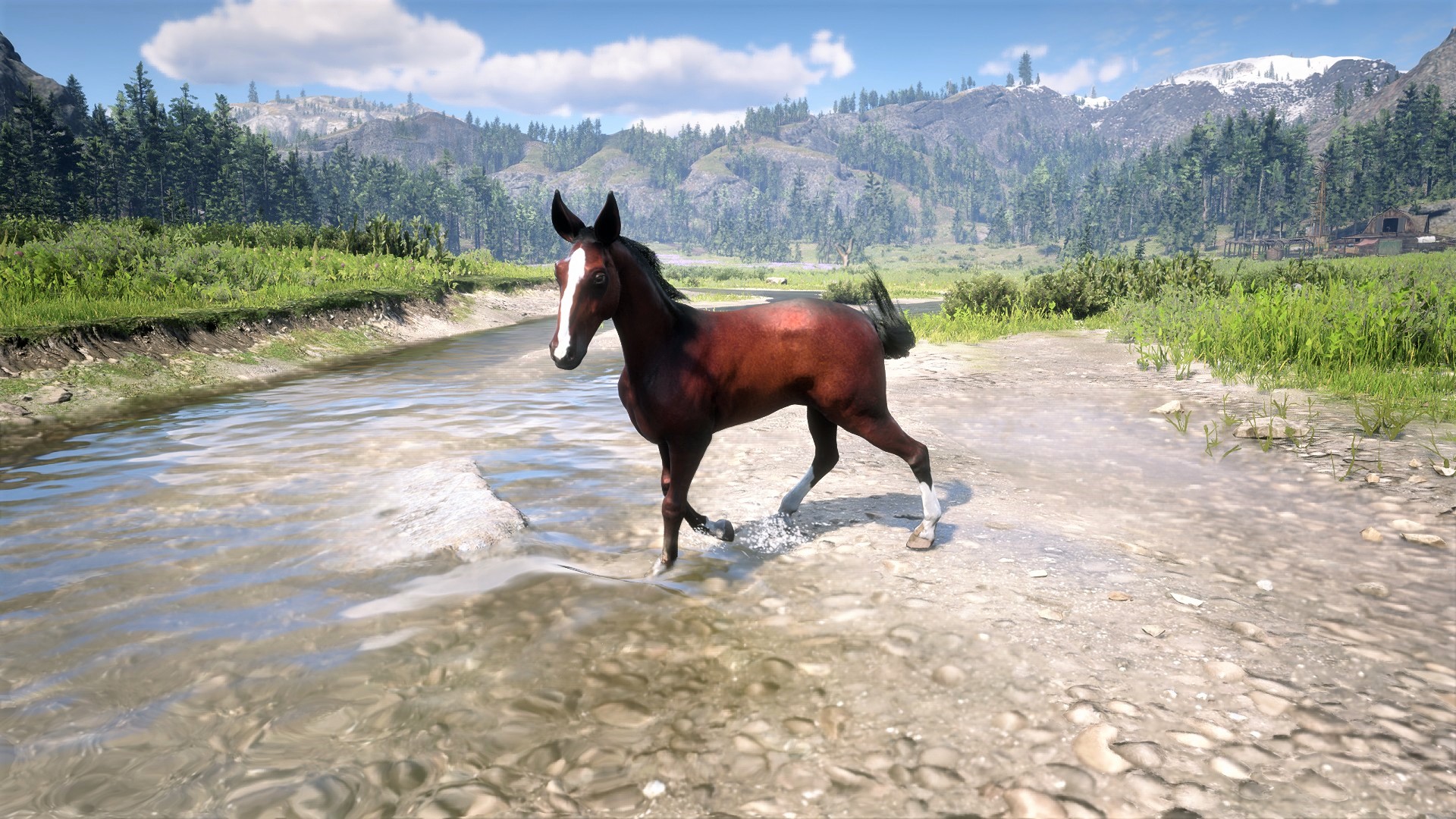 Red Dead Mule