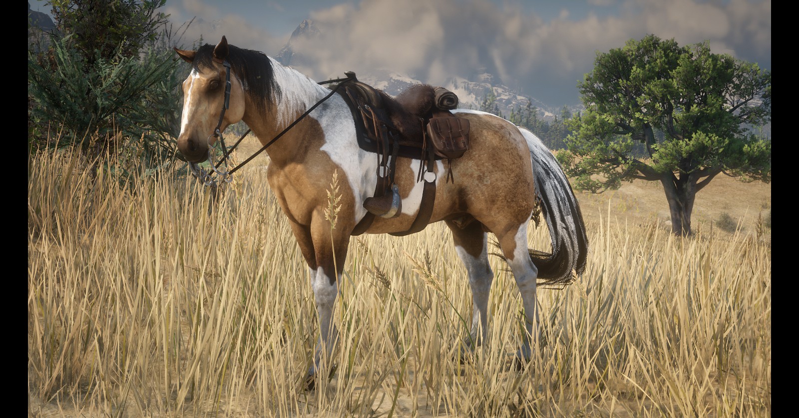 My Custom Horses