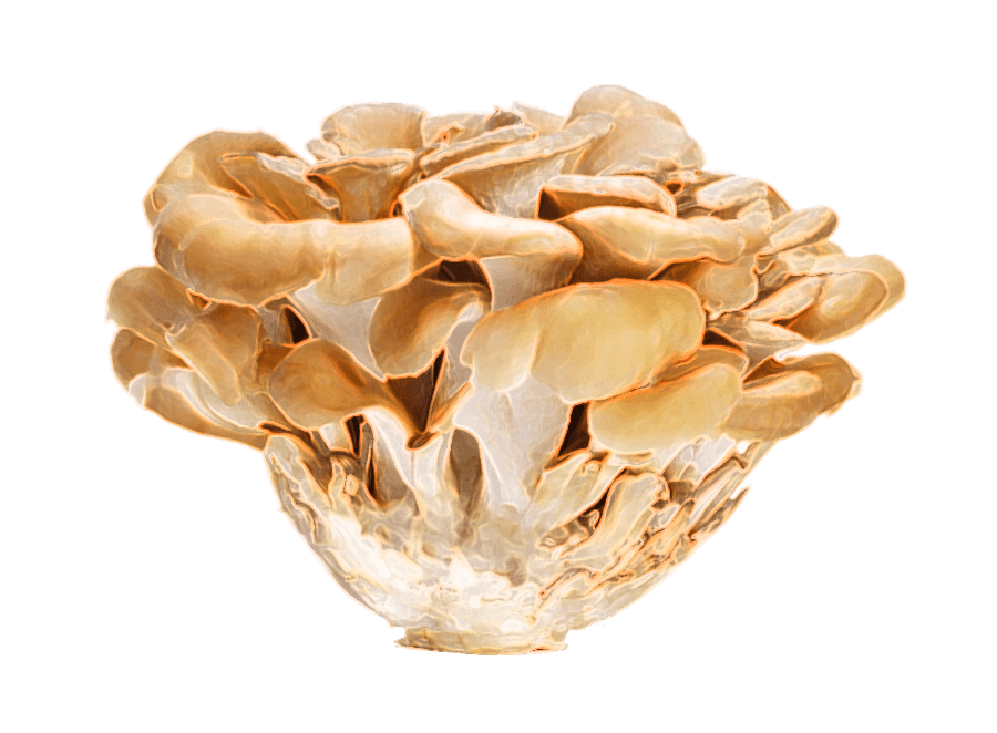 Maitake Mushrooms Guide