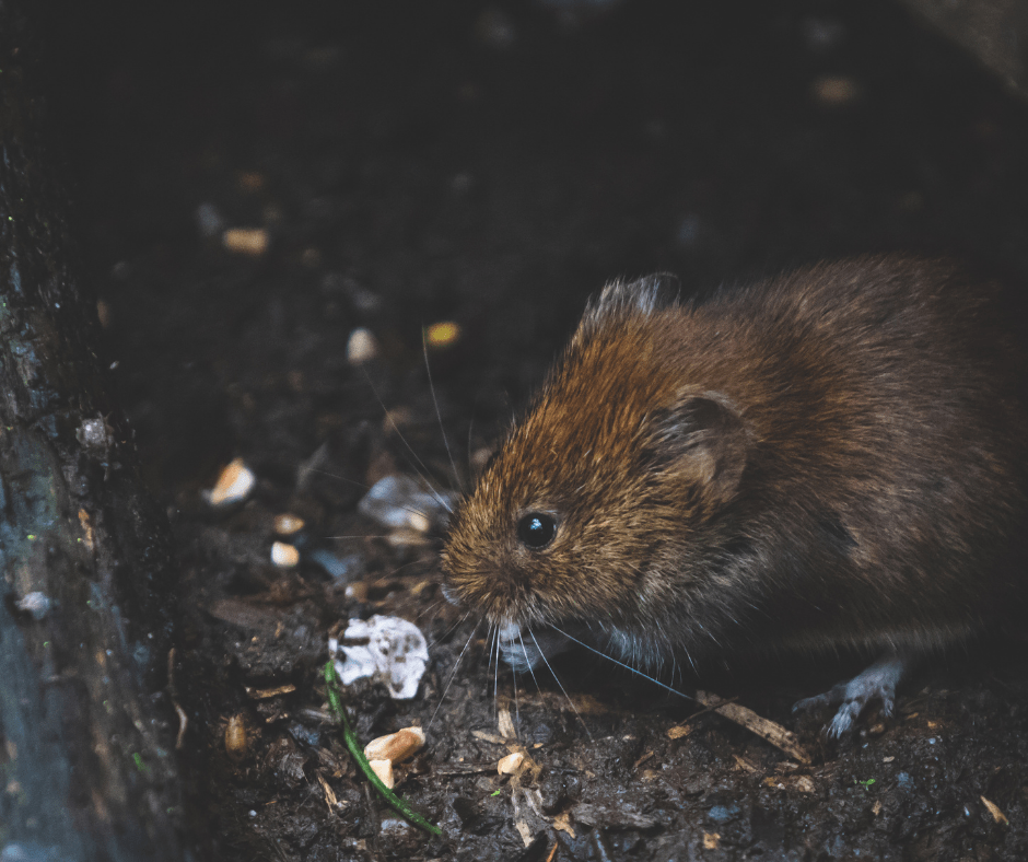 5 Ways Dirty Rodents Can Threaten Your Health All N1 Pest Control