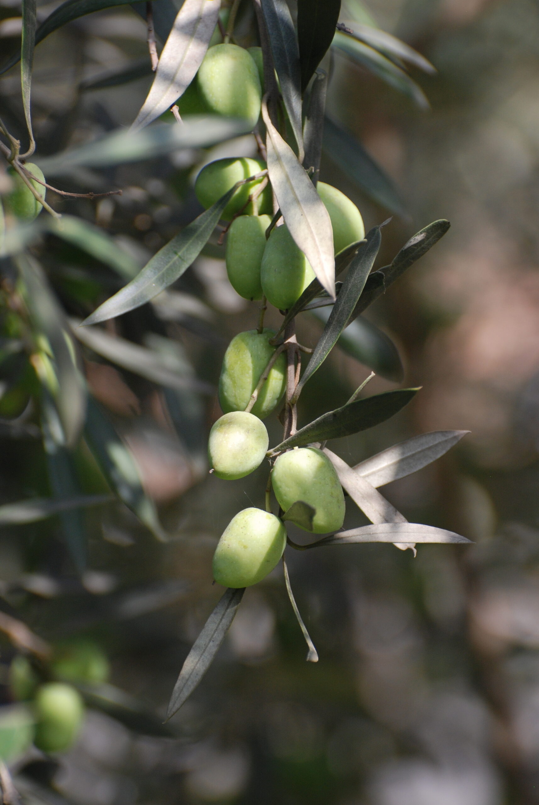 Let’s Start with the Olive