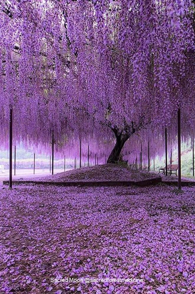 10 World’s Most Stunning Flowering Tree Displays AllOntario