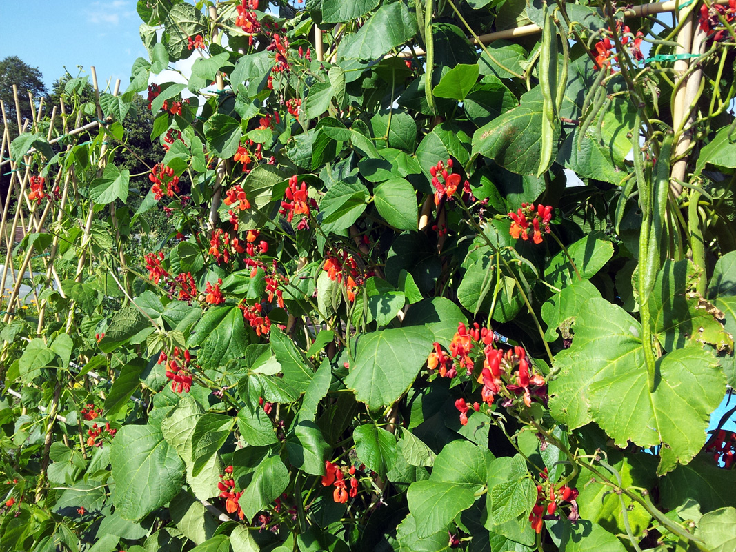 Runner bean flowers Notes from the Allotment