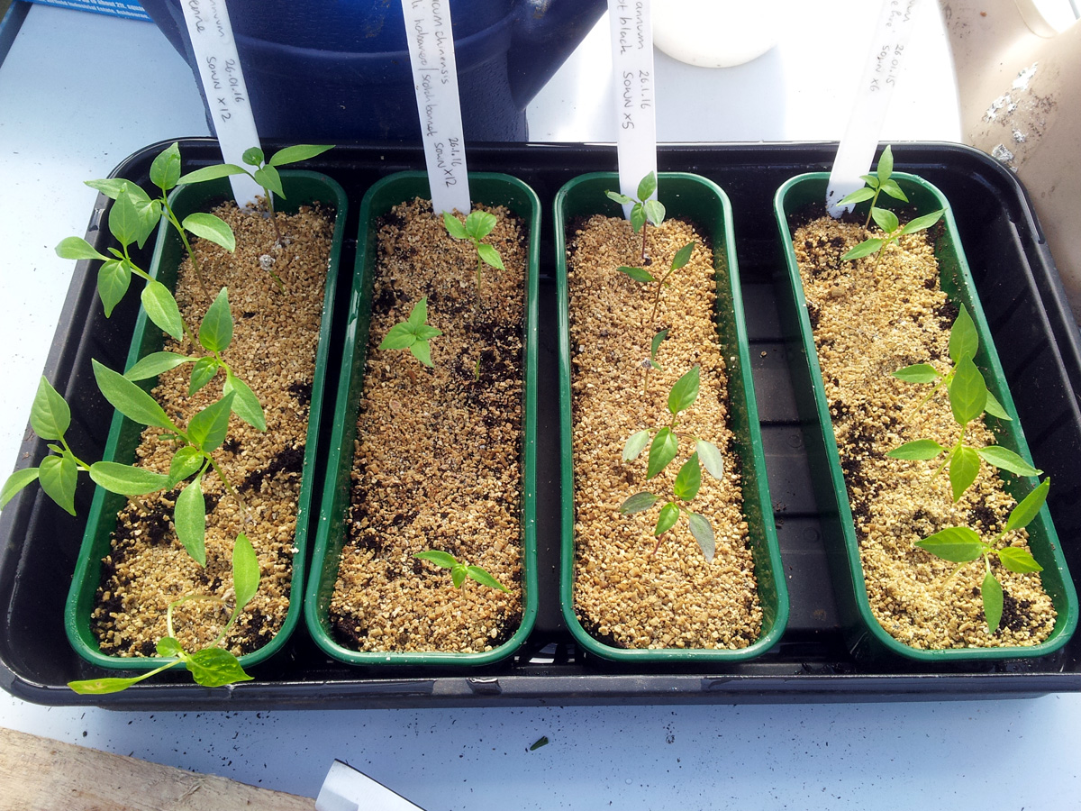 Chilli Seedlings