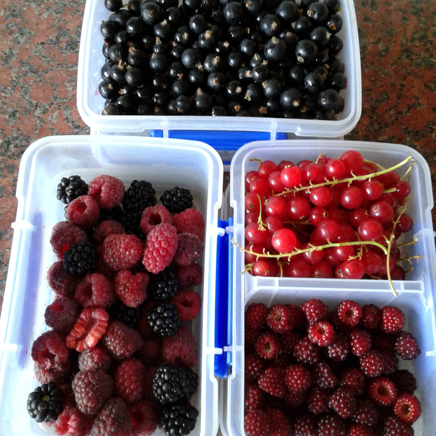 AutumnPruning our SoftFruit Bushes Notes from the Allotment