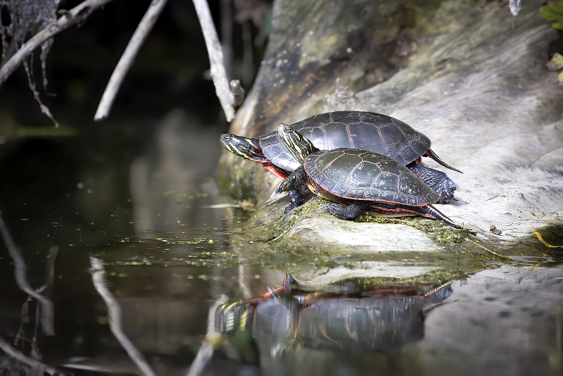 Baby Painted Turtle Habitat How To Set Up Your Tank All Our Creatures