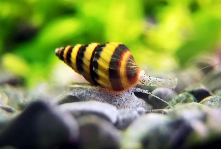How Big Do Assassin Snails Get? [Full Guide To Healthy Assassin Snails