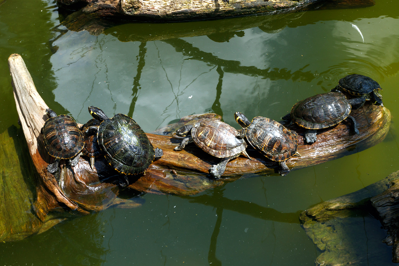 How Big Do Painted Turtles Get? [Must Read] All Our Creatures