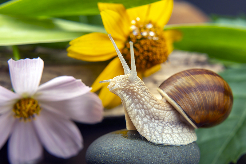 A Mysterious World Do Snails Leave Their Shells? All Our Creatures