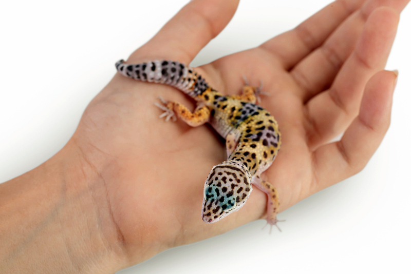 How To Pet A Leopard Gecko And How To Bond All Our Creatures