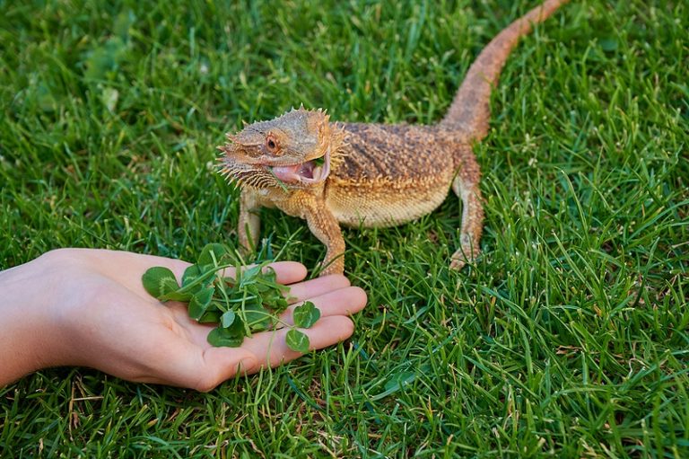 15 Best Toys For Bearded Dragons For Health And Happiness All Our