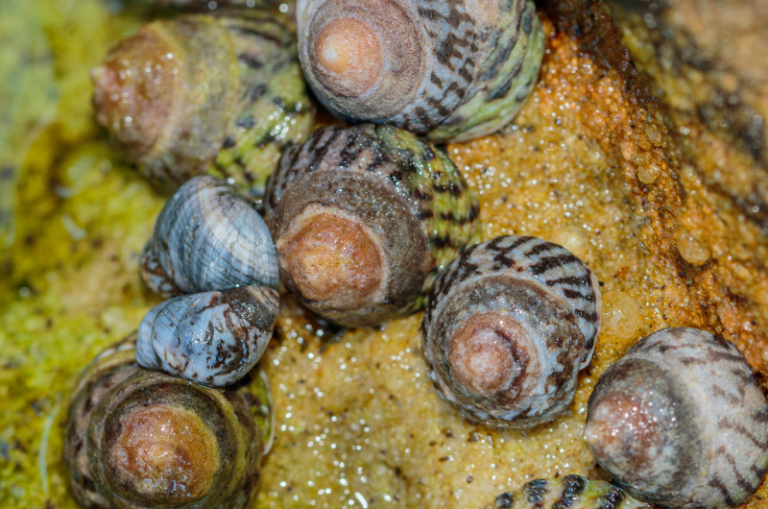 How Long Do Zebra Snails Live & What You Can Do To Make It Longer All Our Creatures