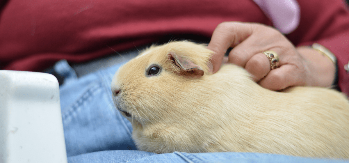 The Truth About Guinea Pigs Why They're More Than Just Cute Pets All