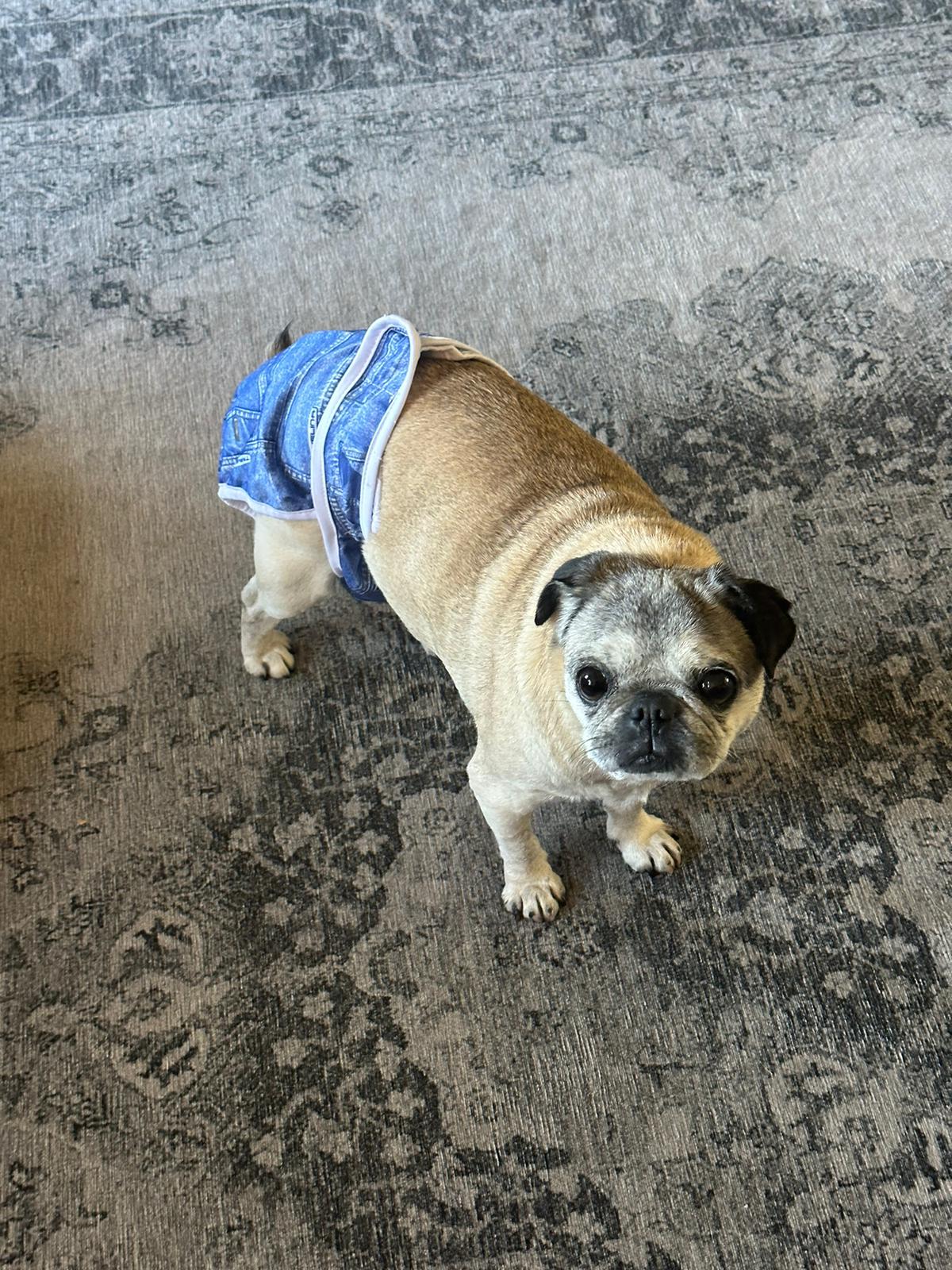 Pug in a Rug Keep Your Home Clean with Diapers for Pugs