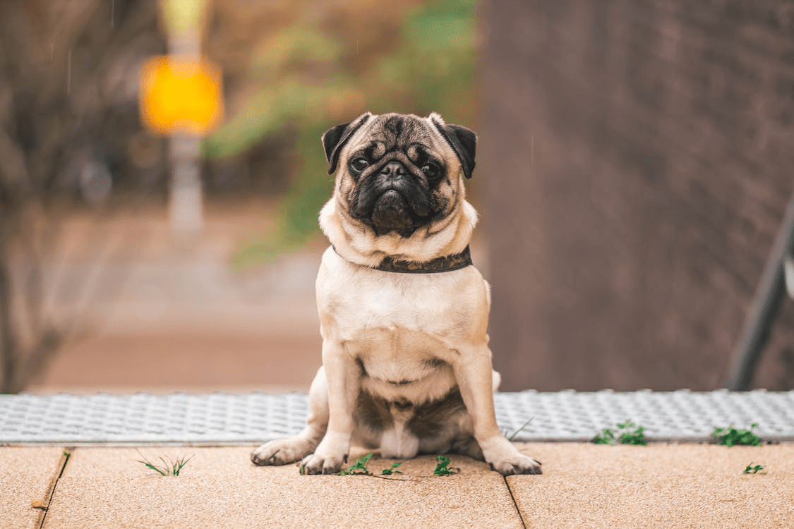 Best Dog Food for Pugs with Skin Allergies