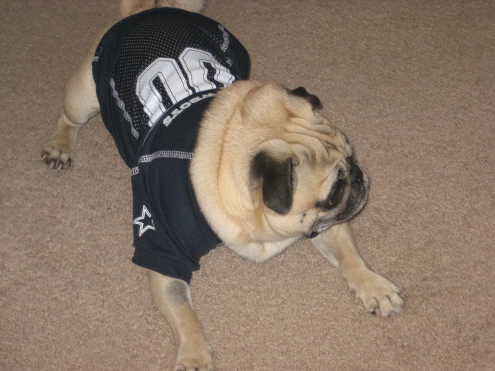 Pug in a Rug Keep Your Home Clean with Diapers for Pugs